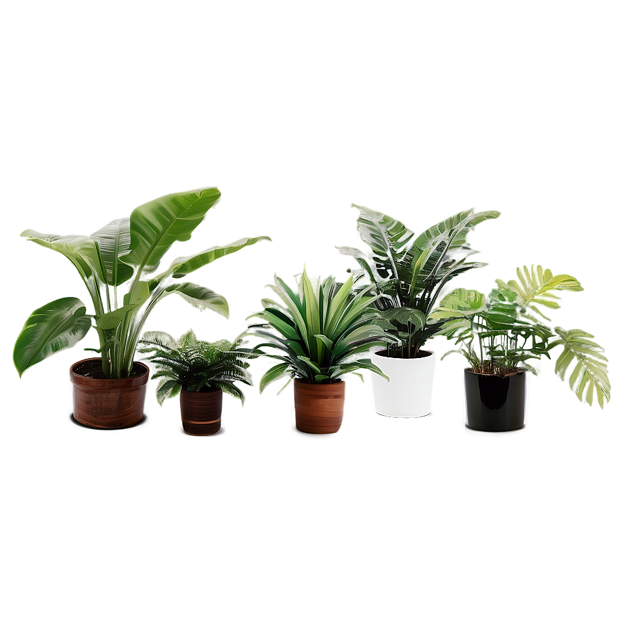 Tropical House Plants Png 19 PNG Image