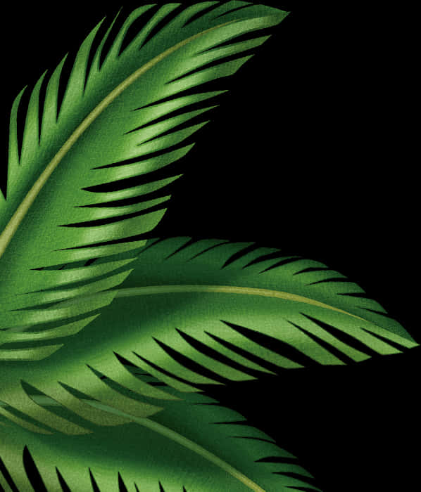 Tropical Palm Fronds Shadow PNG Image