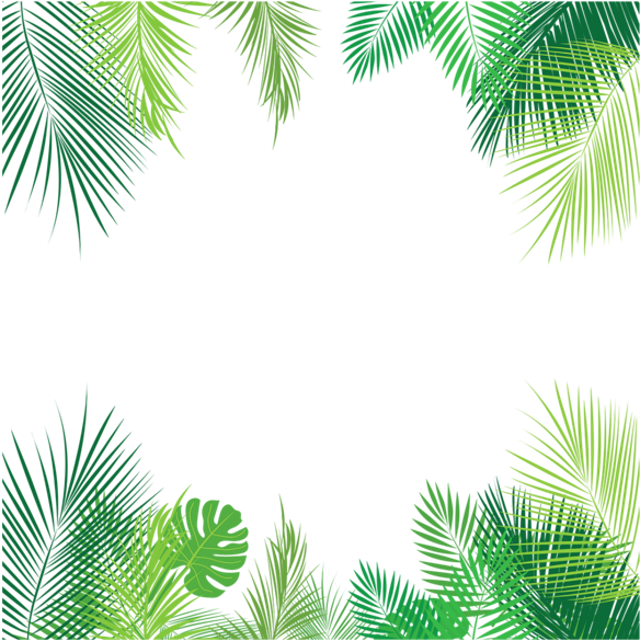 Tropical Palm Leaves Frame PNG Image