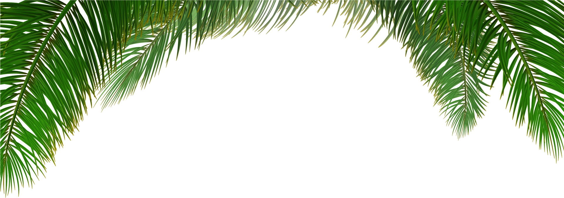 Tropical Palm Leaves Frame PNG Image