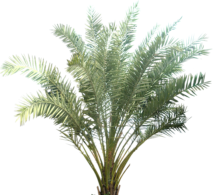 Tropical Palm Plant Isolated PNG Image