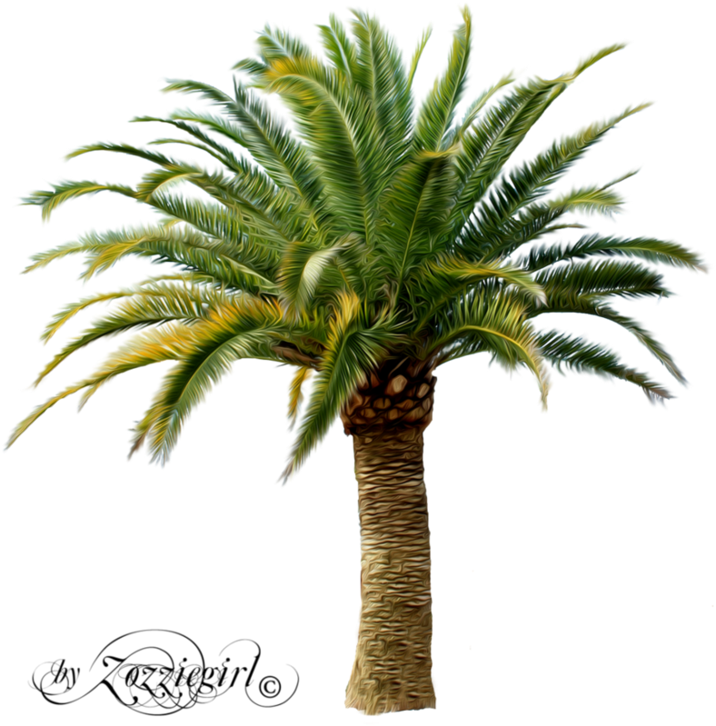 Tropical Palm Tree Artwork PNG Image