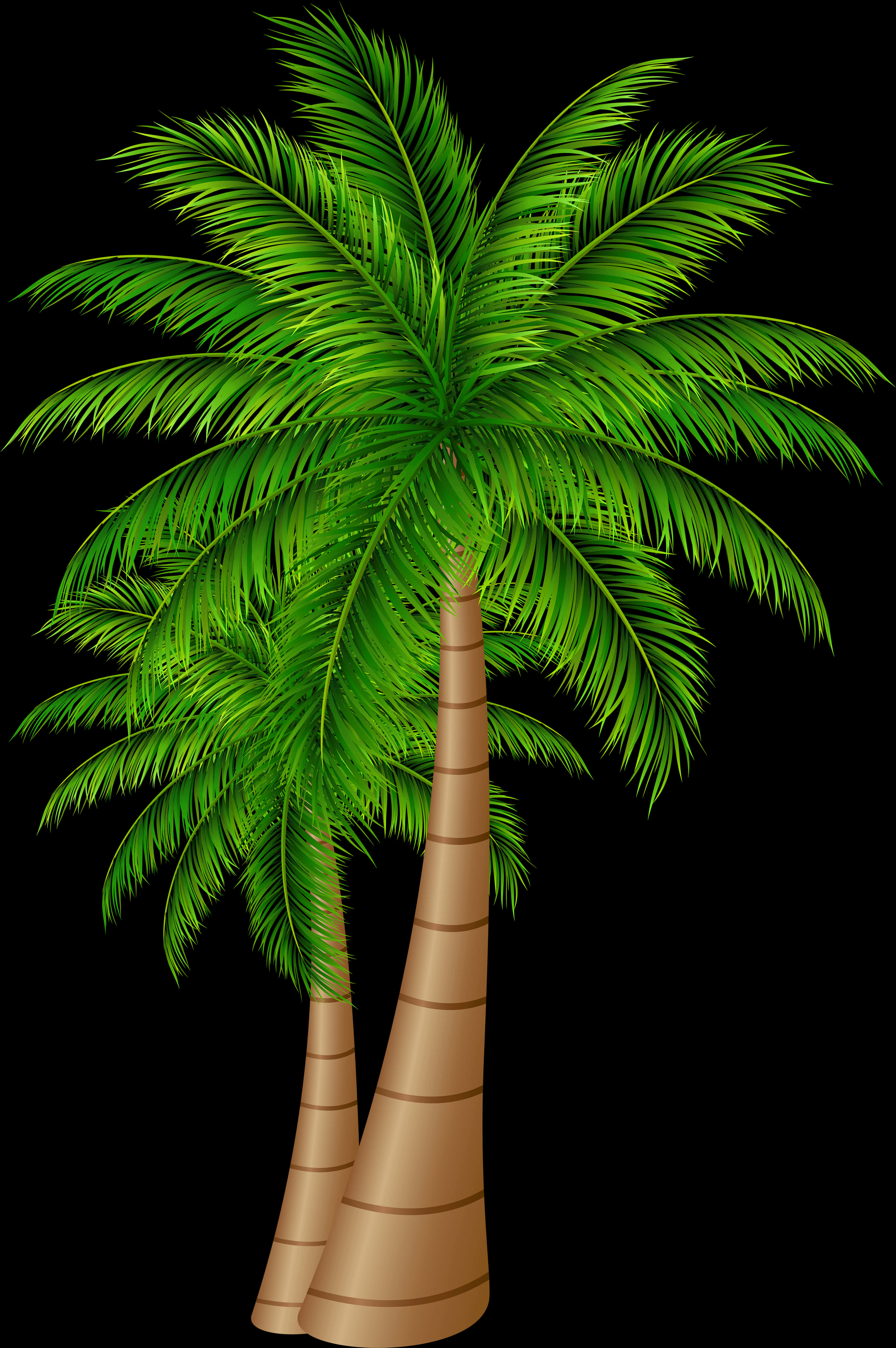 Tropical Palm Tree Graphic PNG Image