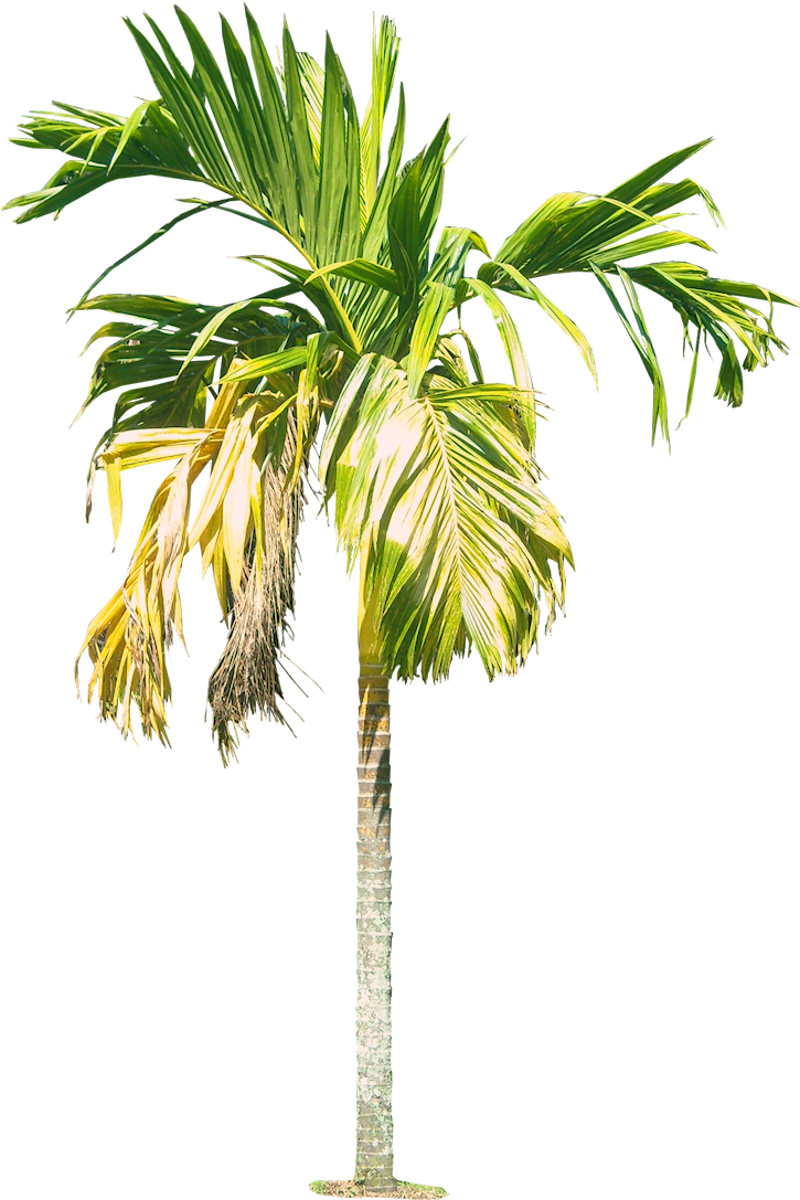 Tropical Palm Tree Isolated PNG Image