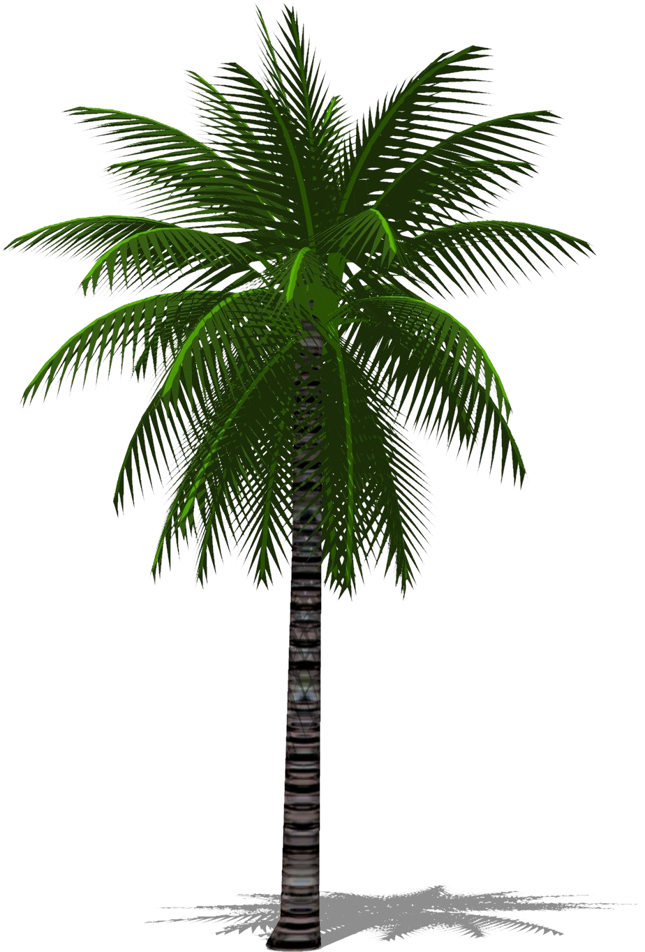 Tropical Palm Tree PNG Image