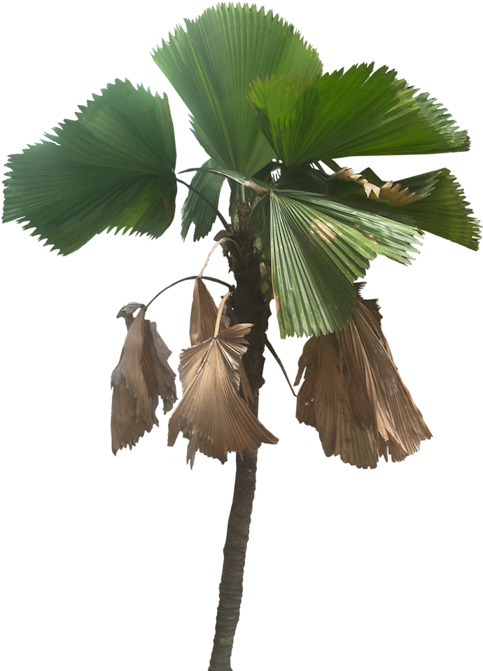 Tropical Palm Tree With Fan Leaves PNG Image