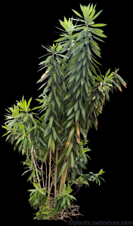 Tropical Plant Black Background PNG Image