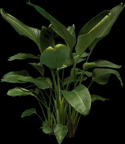 Tropical Plant Collection Black Background PNG Image