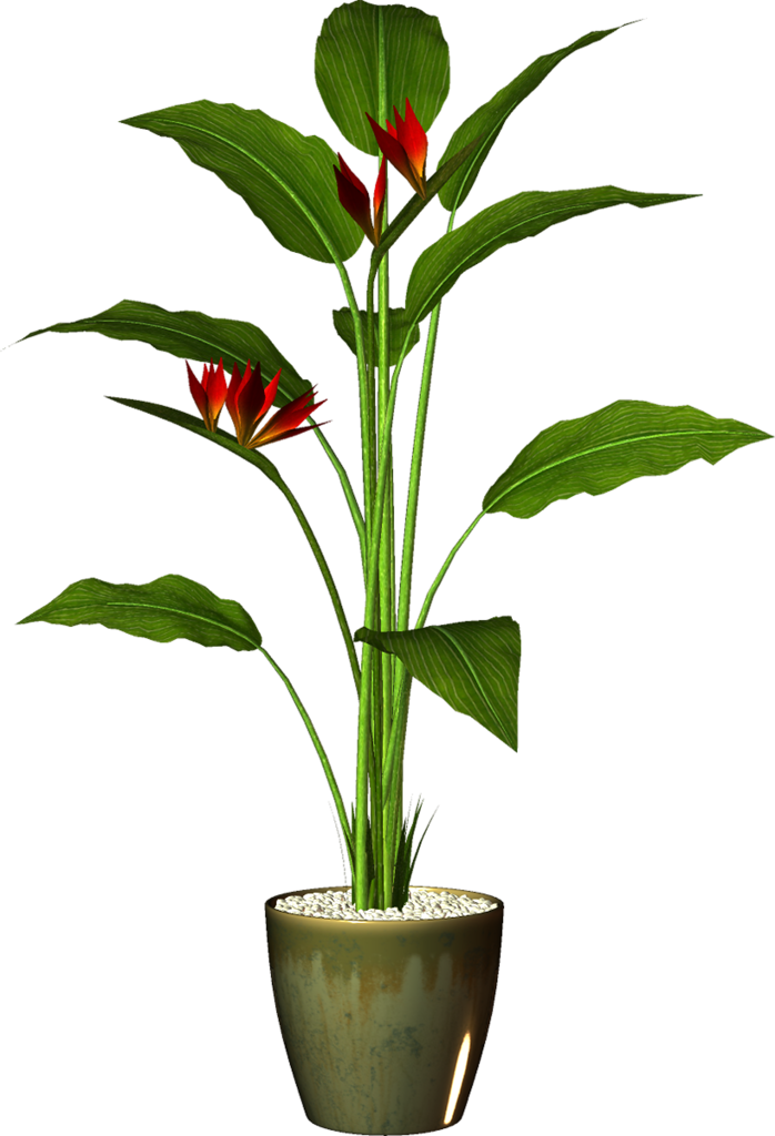 Tropical Plantin Green Pot PNG Image