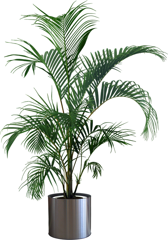 Tropical Plantin Silver Pot PNG Image