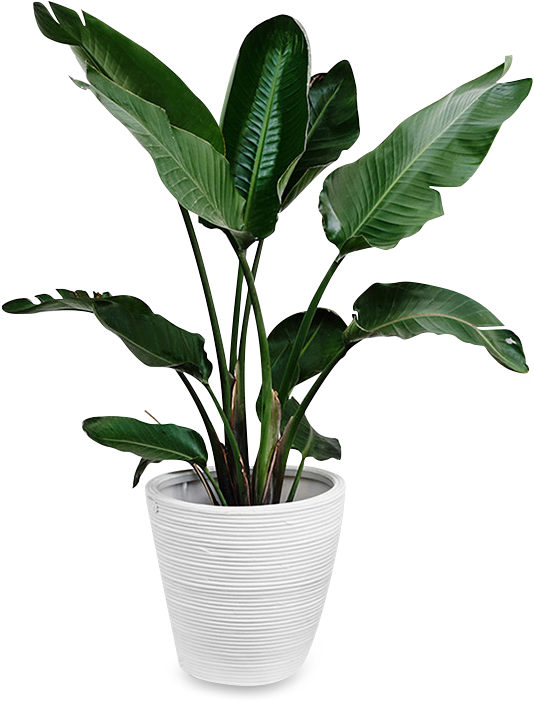 Tropical Plantin White Pot PNG Image