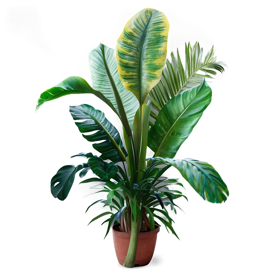 Tropical Plants C PNG Image