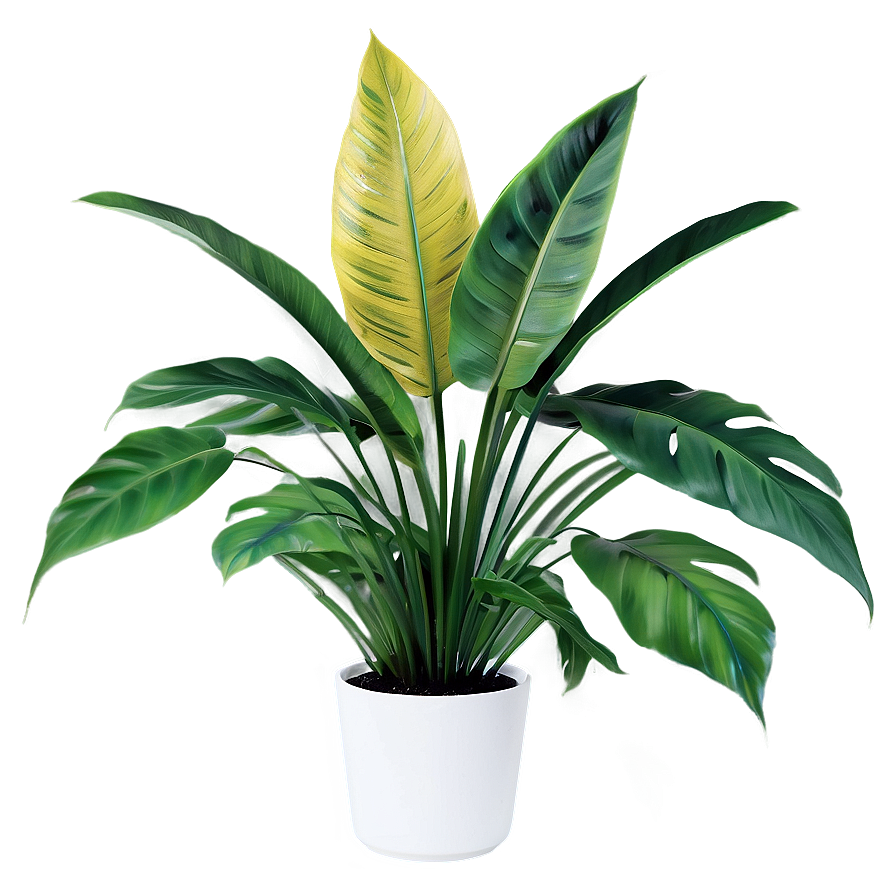 Tropical Plants Png Jke24 PNG Image