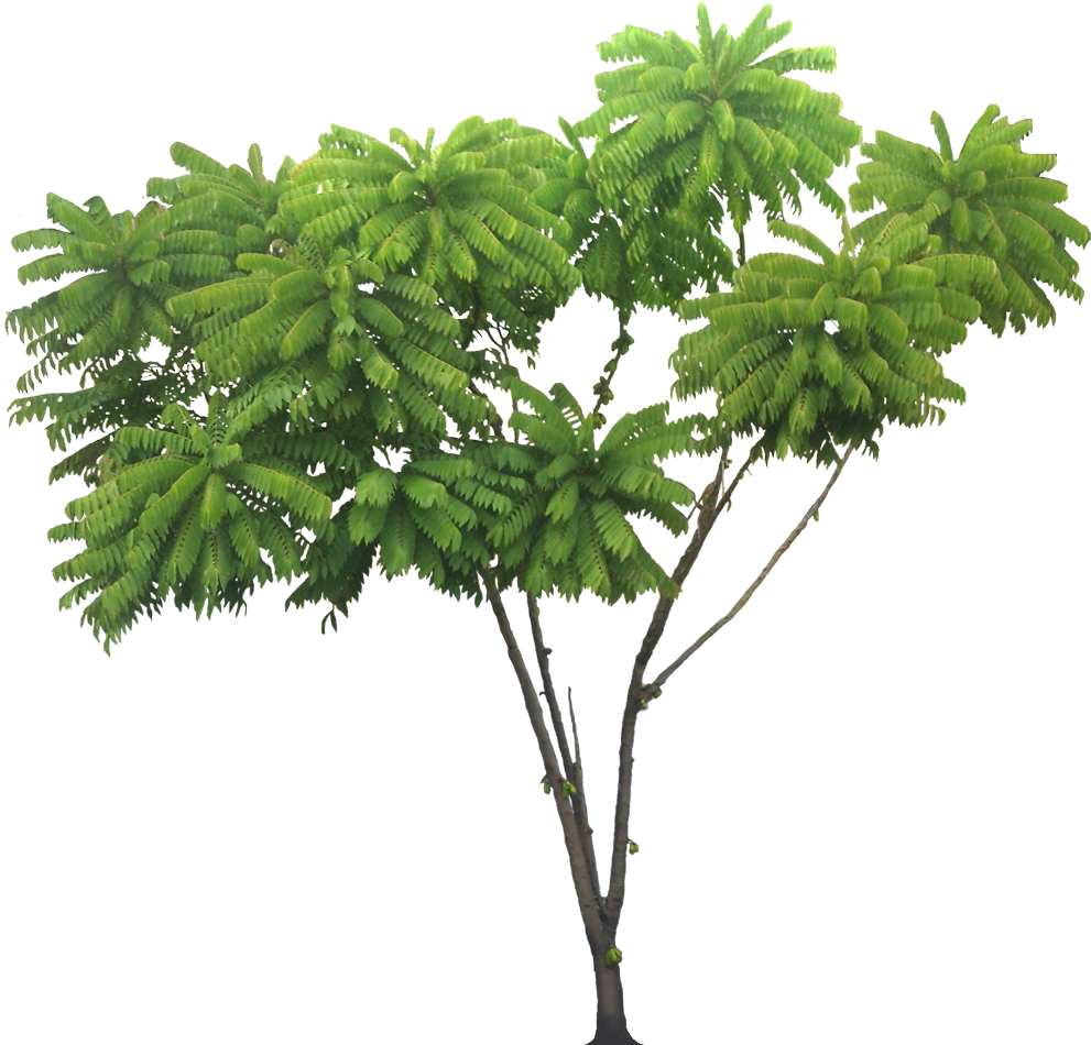 Tropical_ Rainforest_ Tree_ Isolated.png PNG Image