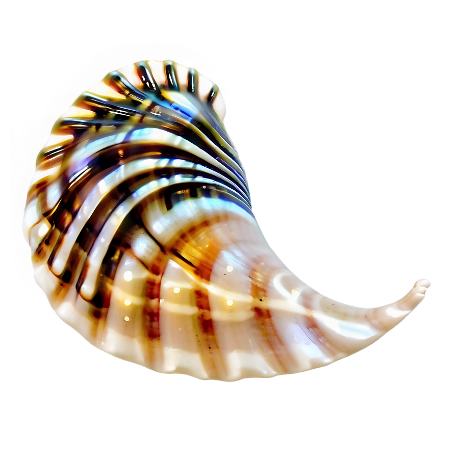 Tropical Seashell Design Png 05242024 PNG Image