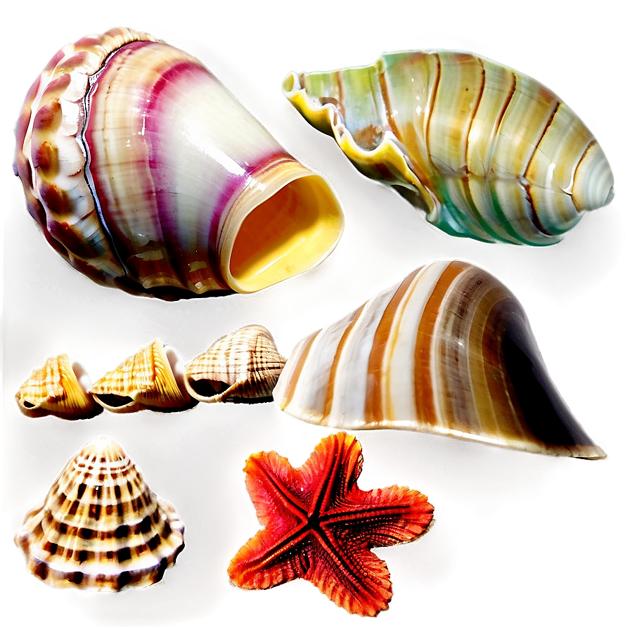 Tropical Shells Variety Png Xdc PNG Image