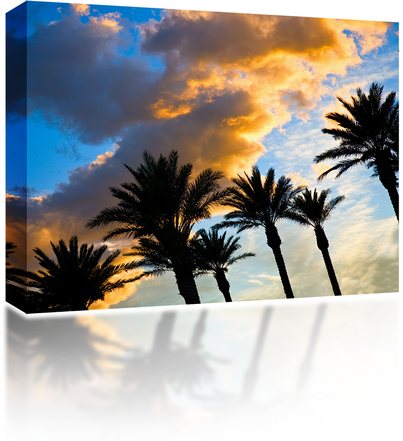 Tropical_ Sunset_ Silhouettes PNG Image