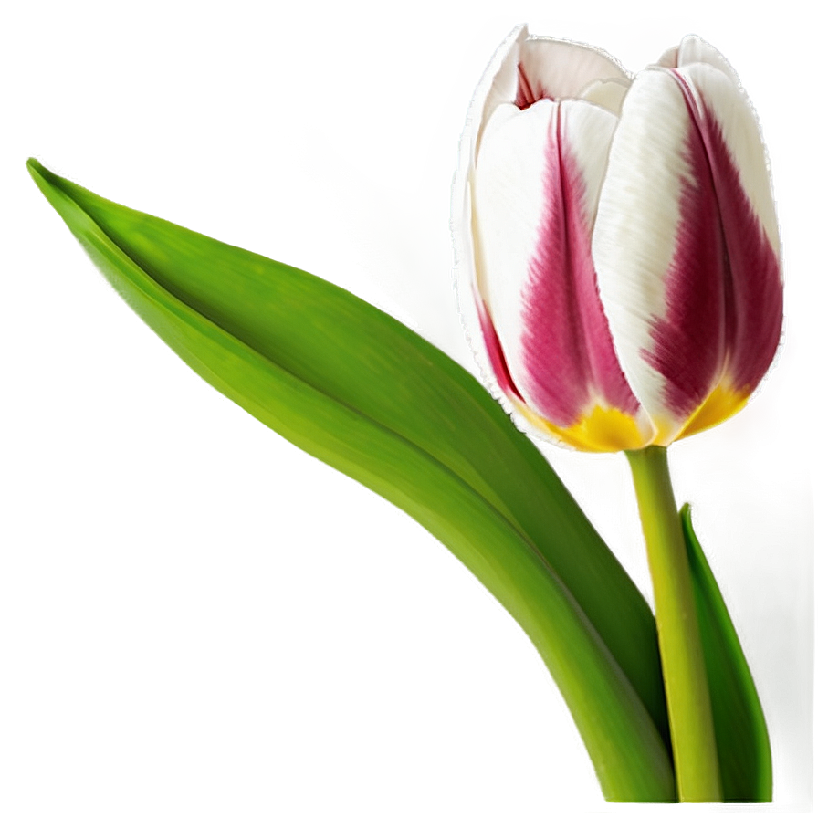 Tulip Bouquet Png Yfb PNG Image