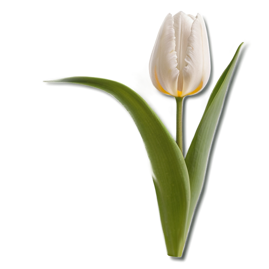 Tulip Closeup Png Jhd6 PNG Image