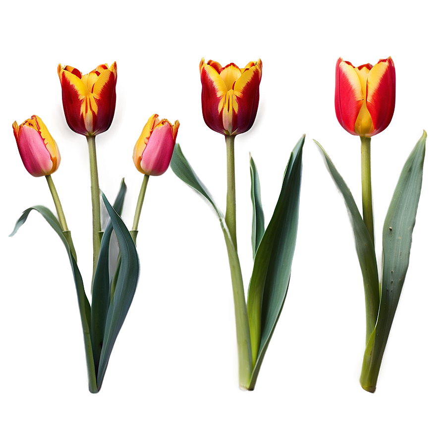 Tulip Crown Png Anu64 PNG Image