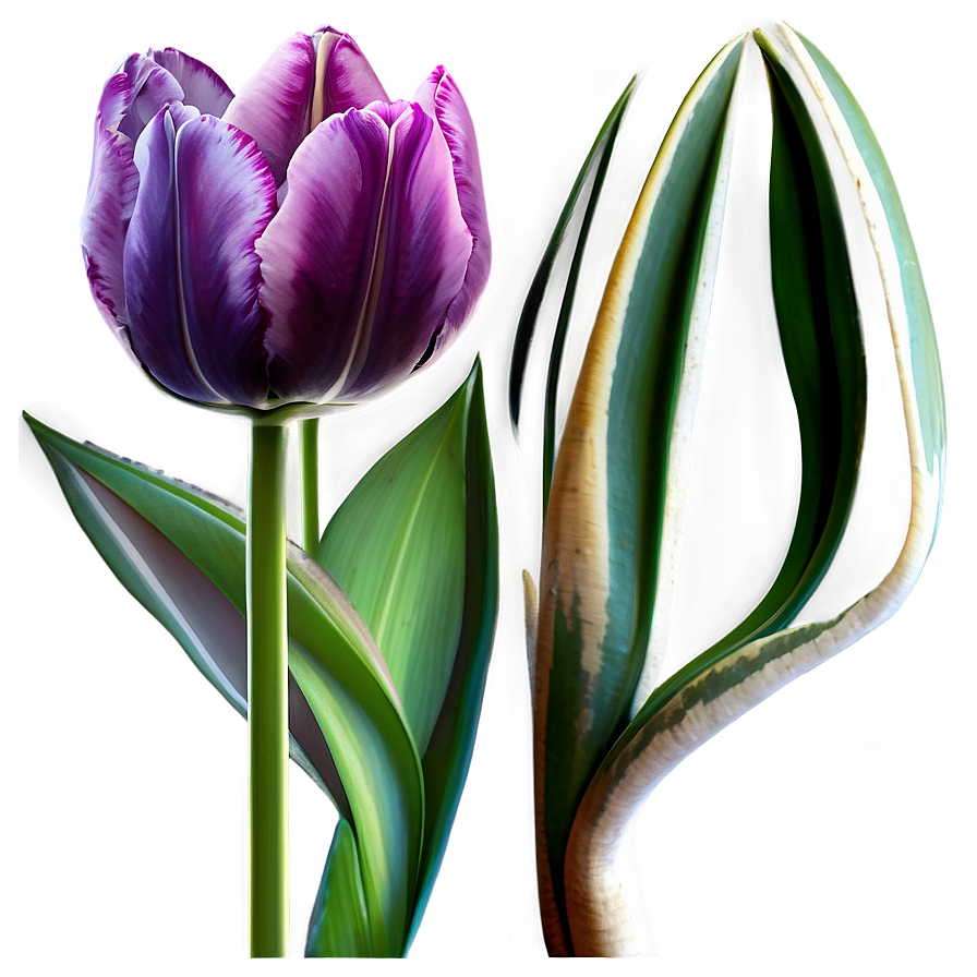 Tulip Fantasy Png 74 PNG Image