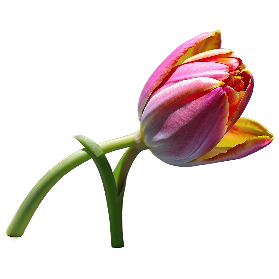 Tulip Fantasy Png Neb3 PNG Image