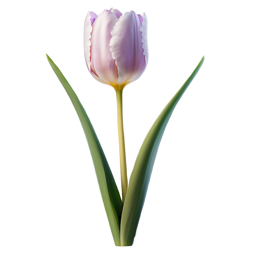 Tulip Flower Transparent Png Mml29 PNG Image