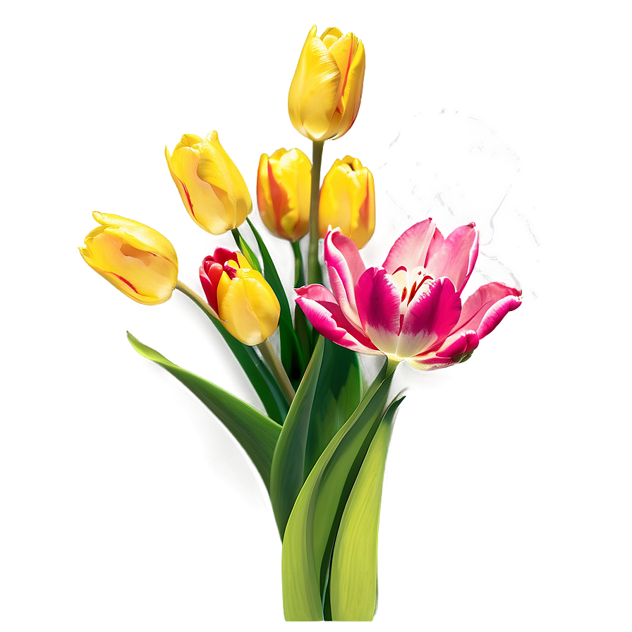 Tulip Gift Png Juw36 PNG Image