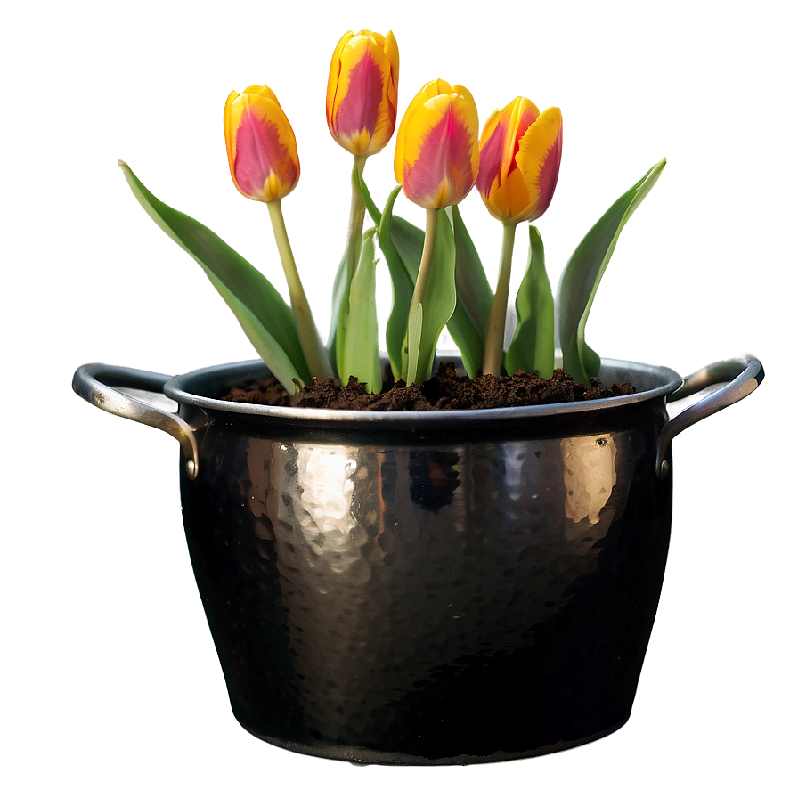 Tulip In Pot Png 05212024 PNG Image