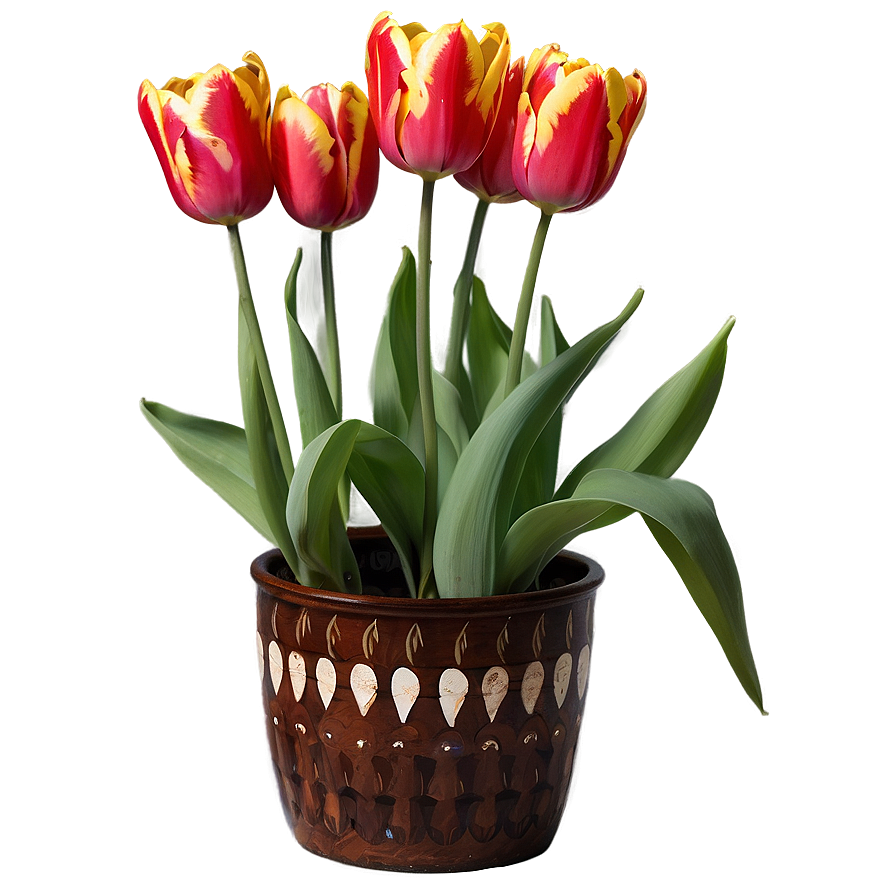 Tulip In Pot Png Mpl52 PNG Image