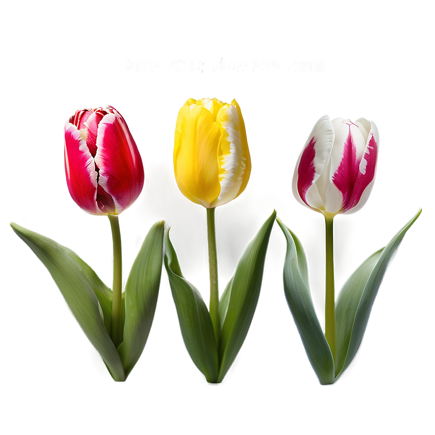 Tulip Pattern Png 05212024 PNG Image