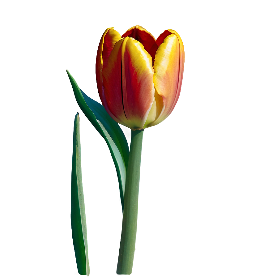 Tulip Seed Png Ndb85 PNG Image