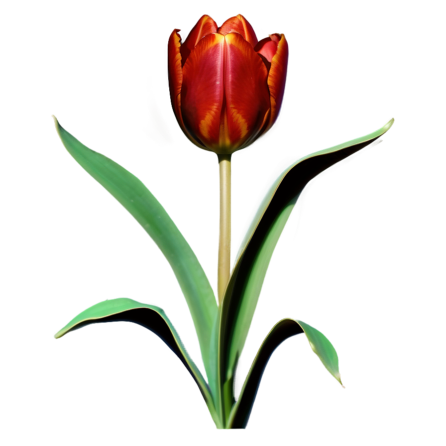 Tulip Silhouette Png Sii PNG Image