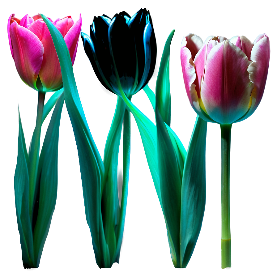 Tulip Stem Png Akh91 PNG Image