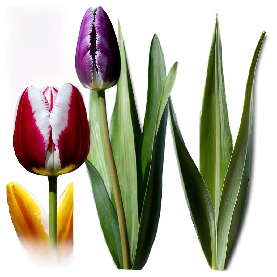 Tulip Wallpaper Png 05212024 PNG Image