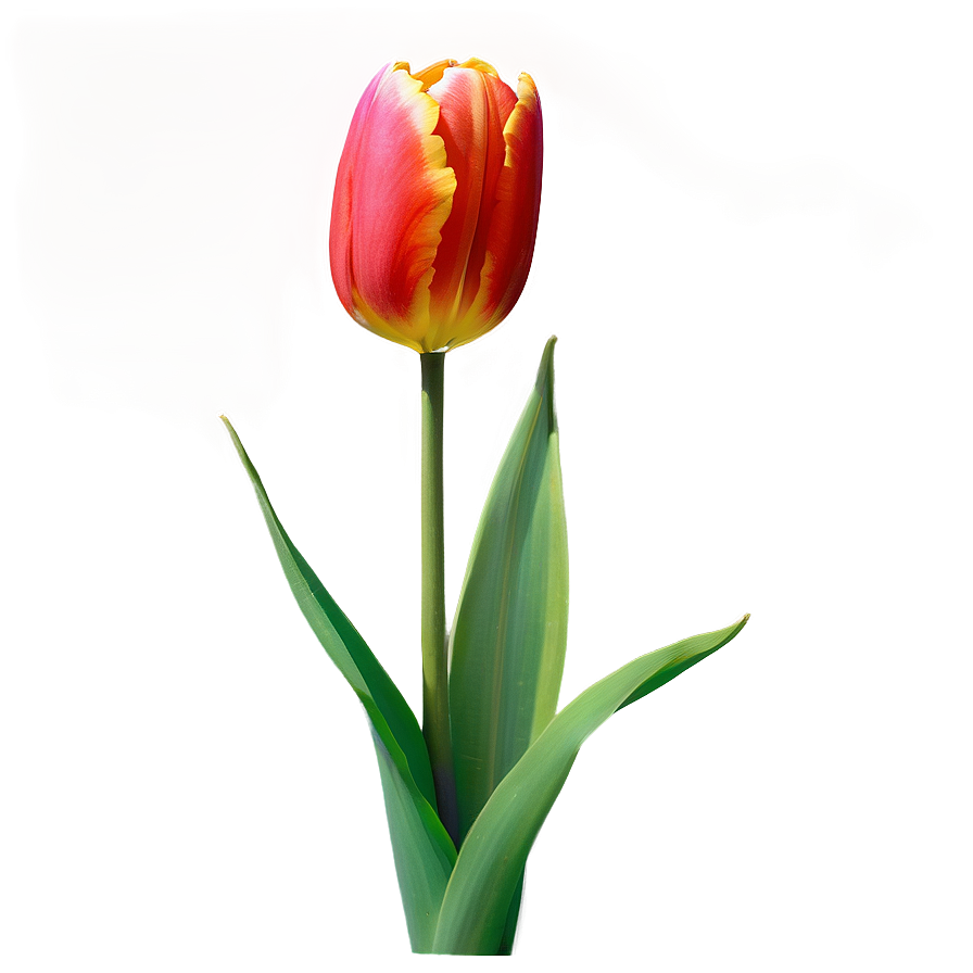 Tulip Wallpaper Png 39 PNG Image