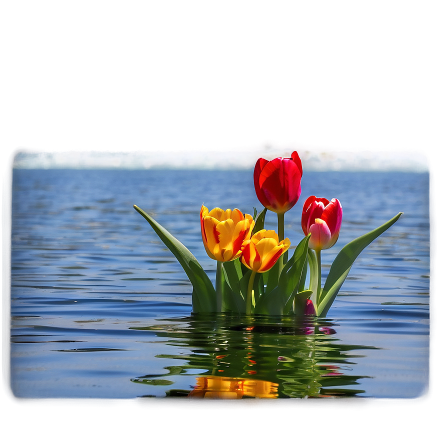 Tulips By The Water Png 21 PNG Image