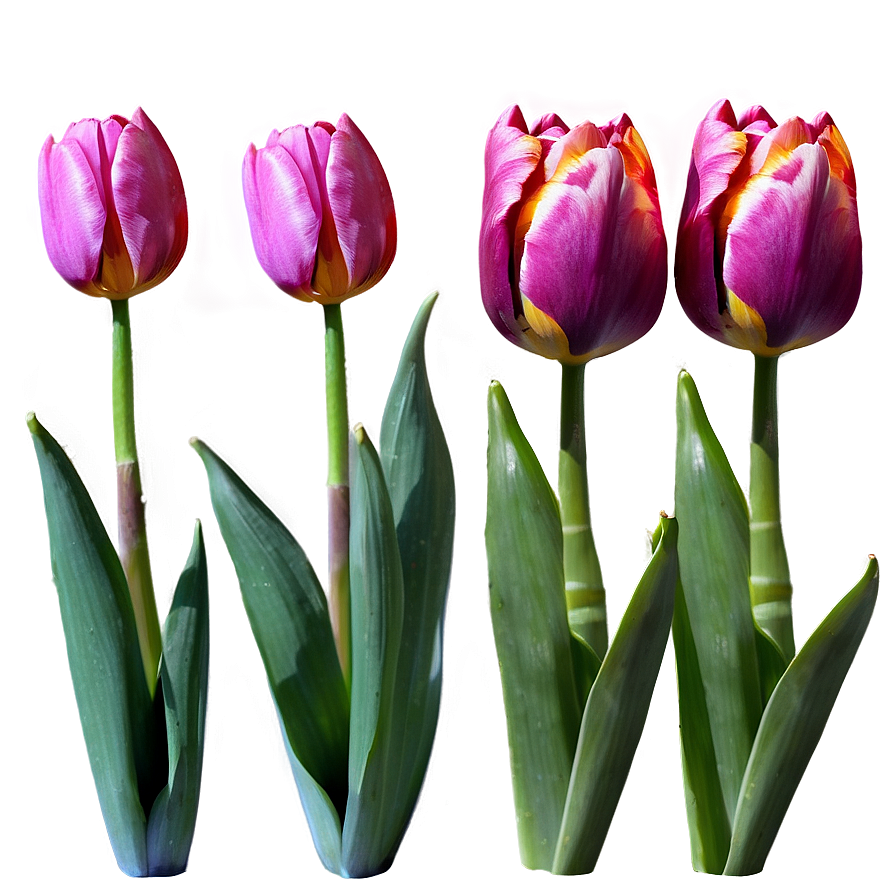 Tulips In Moonlight Png Knv PNG Image