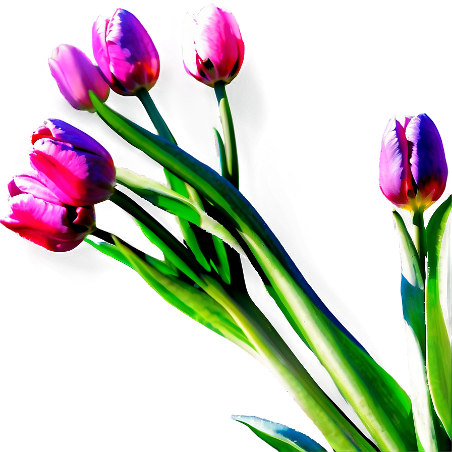 Tulips In Sunshine Png Idk82 PNG Image