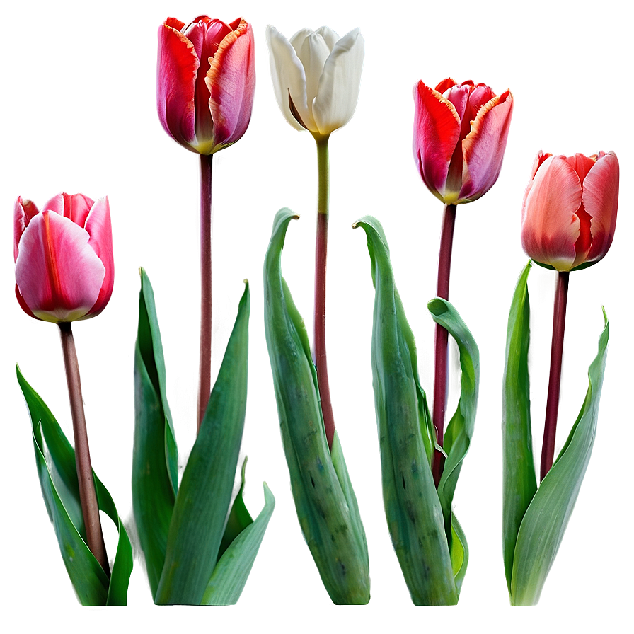 Tulips In The Fog Png 17 PNG Image