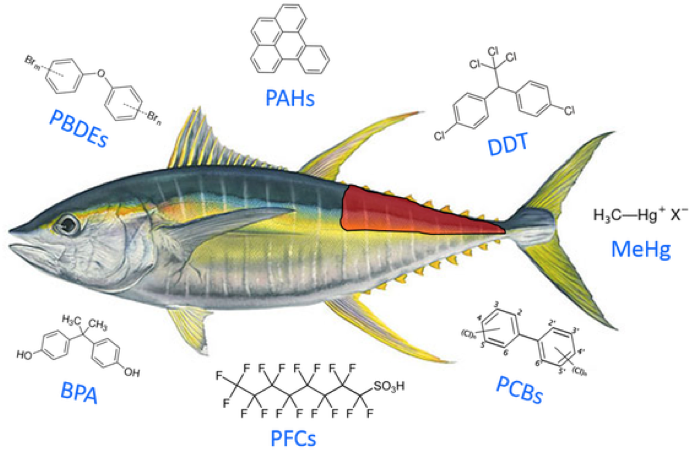 Tuna Contaminants Illustration PNG Image