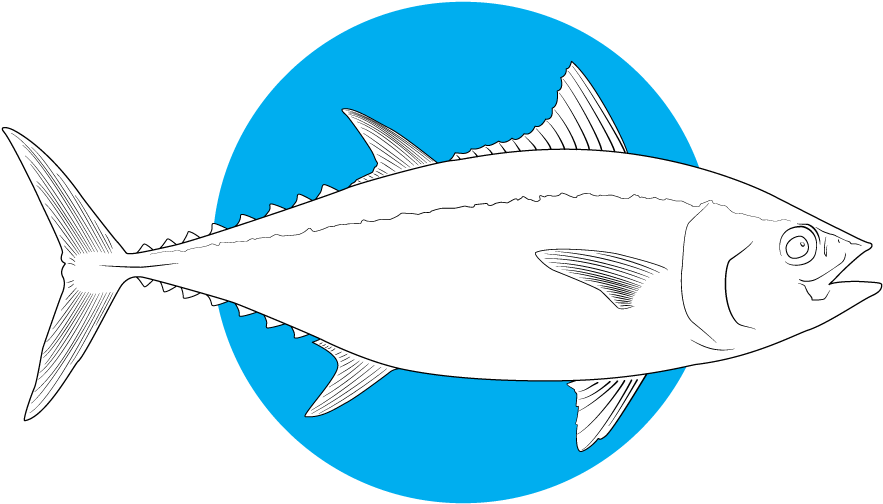 Tuna Fish Illustration PNG Image