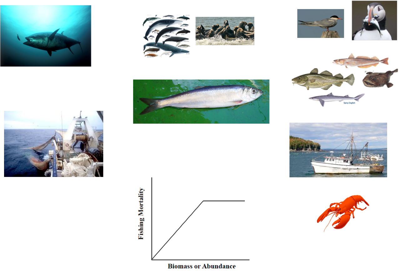 Tunaand Marine Life Collage PNG Image