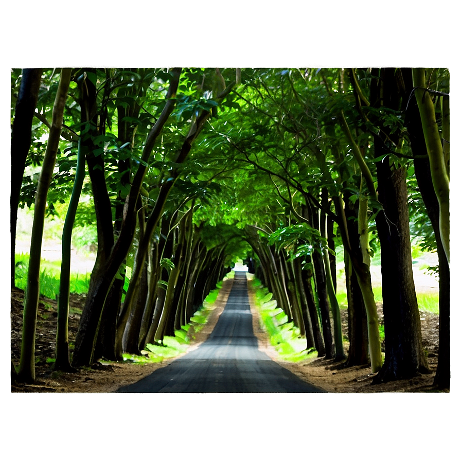 Tunnel Of Trees Png Bua47 PNG Image