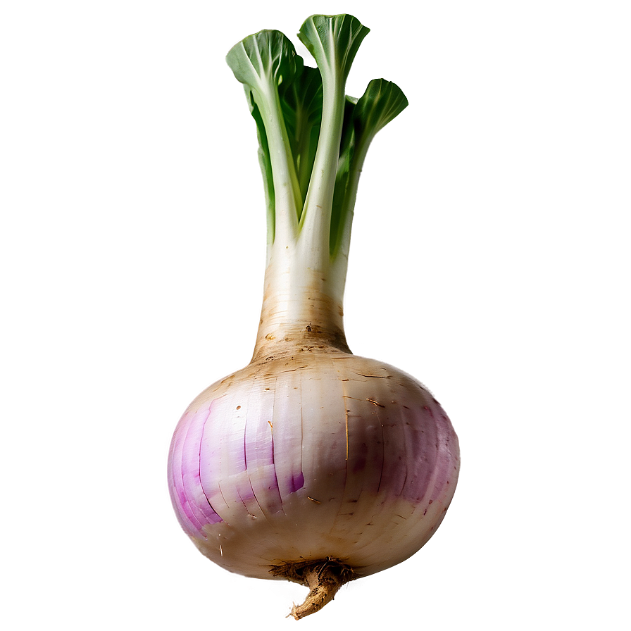 Turnip D PNG Image