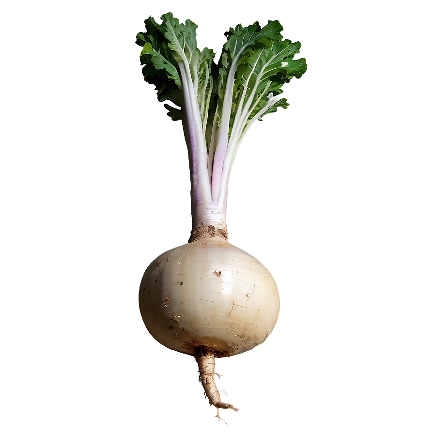 Turnip Root Png 06252024 PNG Image