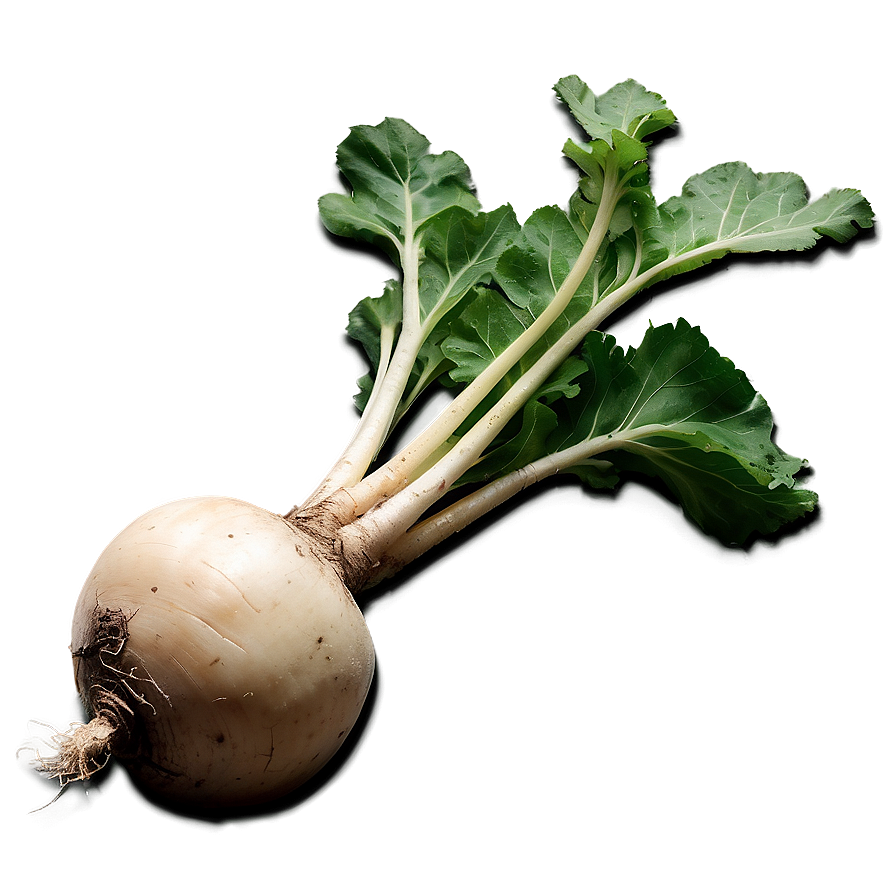 Turnip Root Png Cvp PNG Image