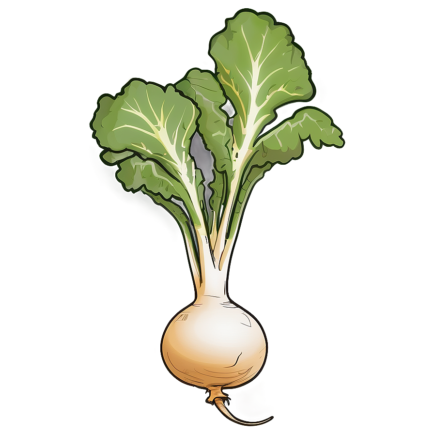 Turnip Sketch Png 79 PNG Image