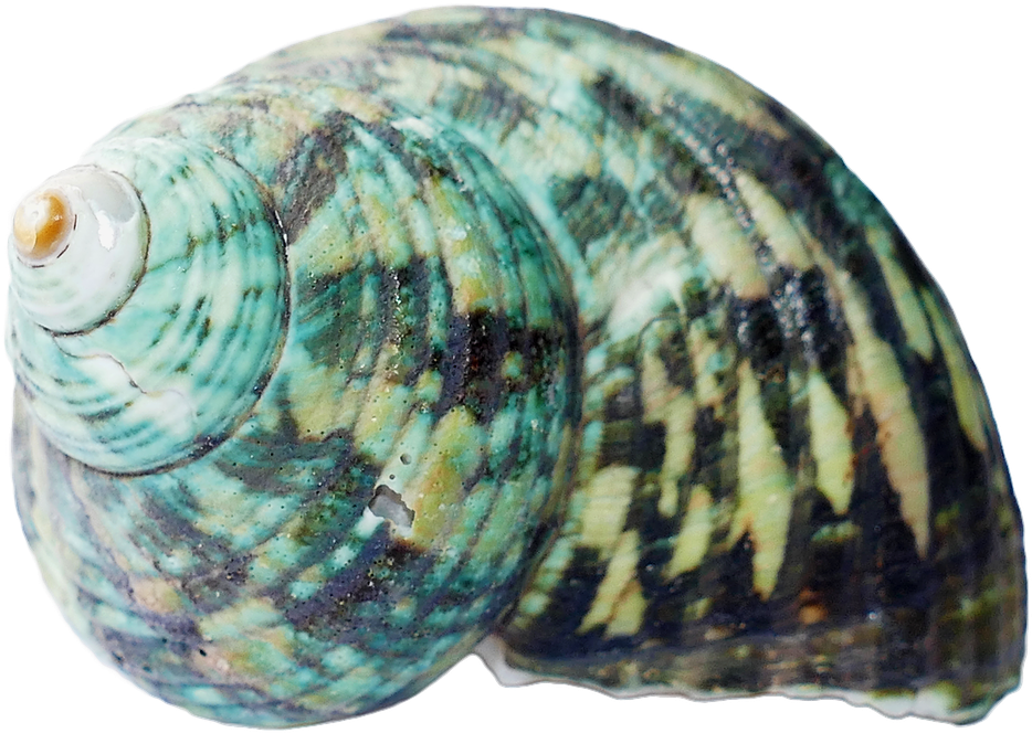 Turquoise Patterned Seashell PNG Image