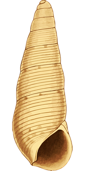 Turreted Gastropod Shell PNG Image